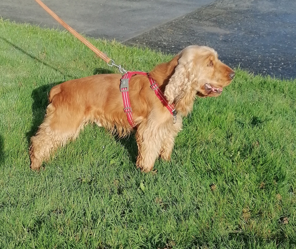 Accueil - Elevage Du Domaine De Diane - eleveur de chiens Cocker Spaniel  Anglais